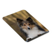 Schattige Sheltie, Shetland Sheepdog Pup Magneet (Rechterzijde)