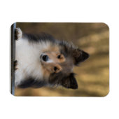 Schattige Sheltie, Shetland Sheepdog Pup Magneet (Horizontaal)