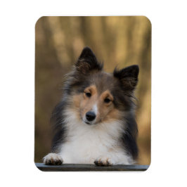 Schattige Sheltie, Shetland Sheepdog Pup Magneet