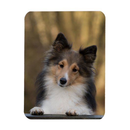 Schattige Sheltie, Shetland Sheepdog Pup Magneet (Verticaal)