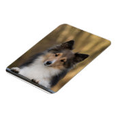 Schattige Sheltie, Shetland Sheepdog Pup Magneet (Linkerzijde)