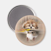 Schattige shih tzu en chihuahua