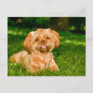Schattige Shih Tzu-hond Liggend in Groen Gras Briefkaart