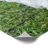 schattige Shih Tzu hond Poster (Hoek)