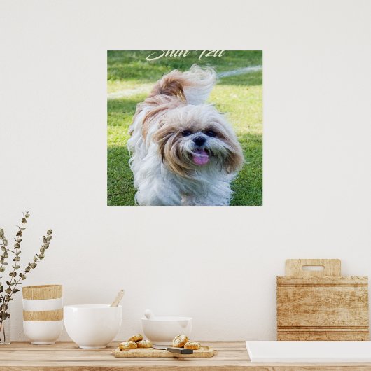 schattige Shih Tzu hond Poster (Keuken)