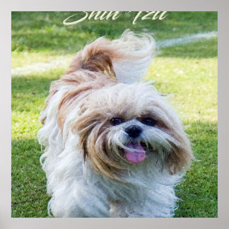 schattige Shih Tzu hond Poster