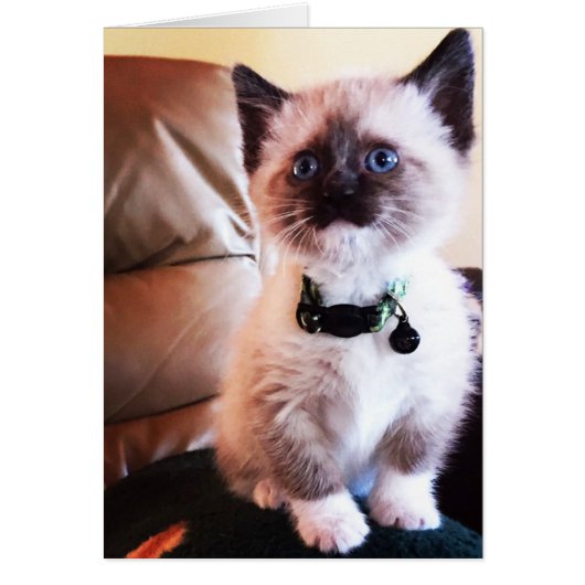 Schattige Siamese Kitten-foto, leeg binnenin (Voorkant)