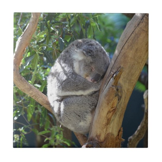 Schattige slapende koala in boom tegeltje (Voorkant)