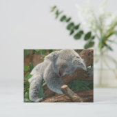 Schattige slapende koalabeer briefkaart (Staand voorkant)