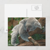 Schattige slapende koalabeer briefkaart (Voorkant / Achterkant)