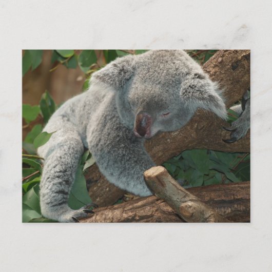 Schattige slapende koalabeer briefkaart (Voorkant)