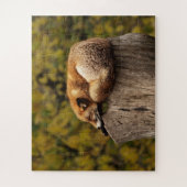 Schattige slapende vos in het wild legpuzzel (Verticaal)