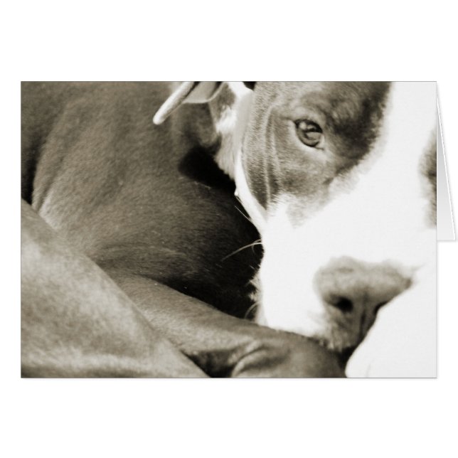 schattige slaperige luie pitbull hond (Voorkant Horizontaal)