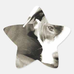 schattige slaperige luie pitbull hond ster sticker