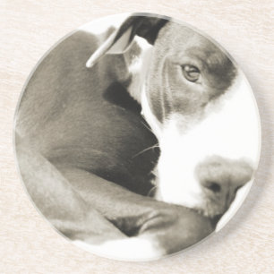 schattige slaperige luie pitbull hond zandsteen onderzetter