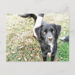 Schattige Smokey Poseert voor de Camera Briefkaart