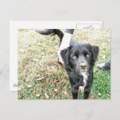 Schattige Smokey Poses voor de camera Briefkaart (Voorkant / Achterkant)