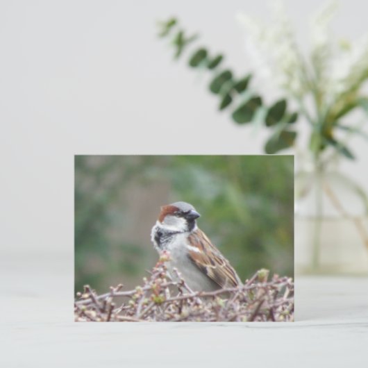Schattige Sparrow DIY Briefkaart (Staand voorkant)