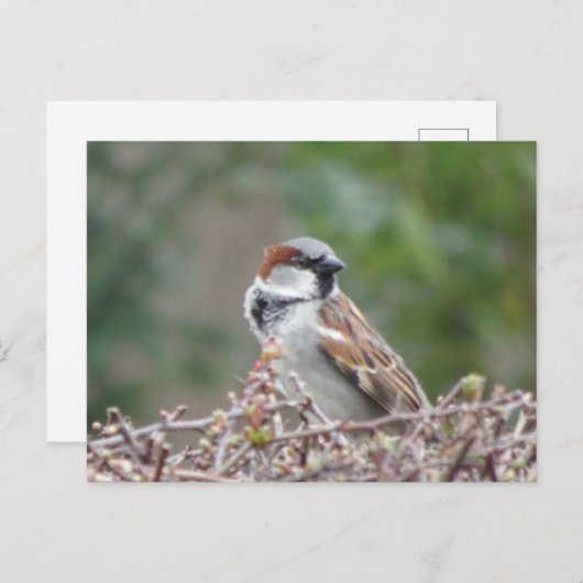 Schattige Sparrow DIY Briefkaart (Voorkant / Achterkant)