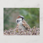 Schattige Sparrow DIY Briefkaart (Voorkant)