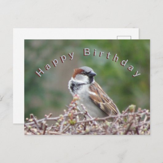 Schattige Sparrow Happy Birthday Briefkaart (Voorkant / Achterkant)