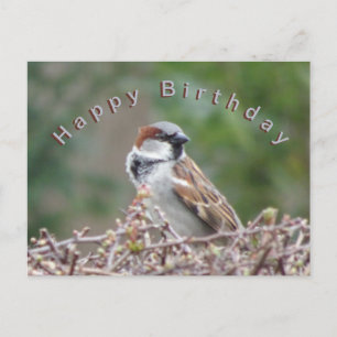 Schattige Sparrow Happy Birthday Briefkaart