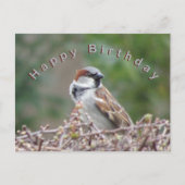Schattige Sparrow Happy Birthday Briefkaart (Voorkant)