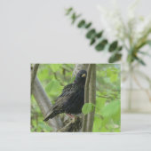 Schattige Starling DIY Briefkaart (Staand voorkant)