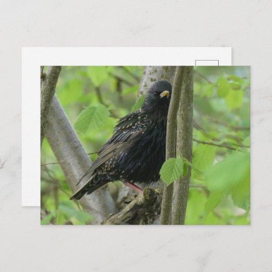 Schattige Starling DIY Briefkaart (Voorkant / Achterkant)
