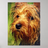 Schattige Terrier Dog met een nat gezicht Poster (Voorkant)