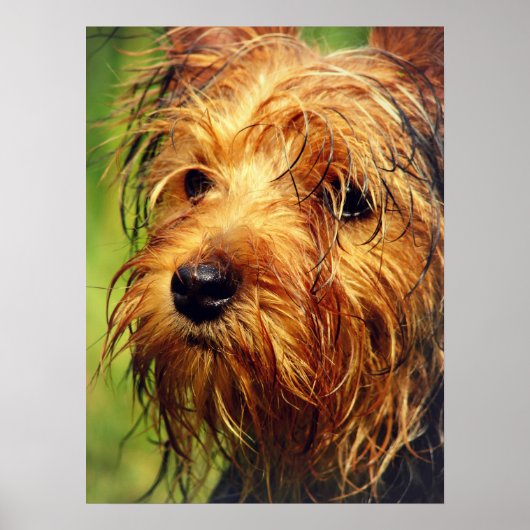 Schattige Terrier Dog met een nat gezicht Poster (Voorkant)