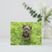 Schattige Terrier Hond Briefkaart (Staand voorkant)