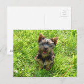 Schattige Terrier Hond Briefkaart (Voorkant / Achterkant)