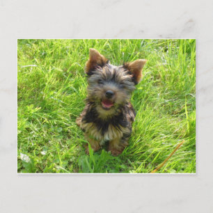 Schattige Terrier Hond Briefkaart