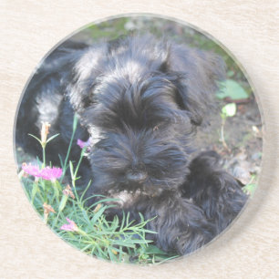 Schattige Terrier Hond Zandsteen Onderzetter
