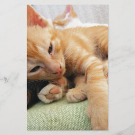 Schattige Tijgerstreep Kitten