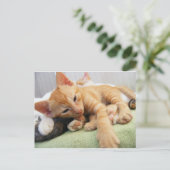 Schattige Tijgerstreep Kittens Briefkaart (Staand voorkant)