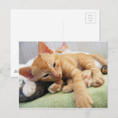 Schattige Tijgerstreep Kittens Briefkaart (Voorkant / Achterkant)