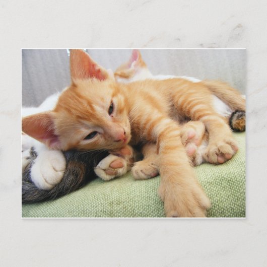 Schattige Tijgerstreep Kittens Briefkaart (Voorkant)