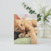 Schattige Tijgerstreep Kittens Briefkaart (Staand voorkant)