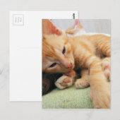 Schattige Tijgerstreep Kittens Briefkaart (Voorkant / Achterkant)