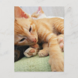 Schattige Tijgerstreep Kittens Briefkaart