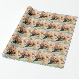 Schattige Tijgerstreep Kittens Cadeaupapier