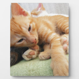 Schattige Tijgerstreep Kittens Fotoplaat