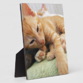 Schattige Tijgerstreep Kittens Fotoplaat (Zijkant)