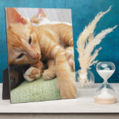 Schattige Tijgerstreep Kittens Fotoplaat (Zijkant)