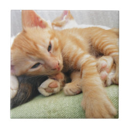Schattige Tijgerstreep Kittens Tegeltje
