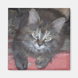 Schattige Tortie Kitten Magneet