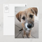 Schattige Treurige Hond Briefkaart (Voorkant / Achterkant)