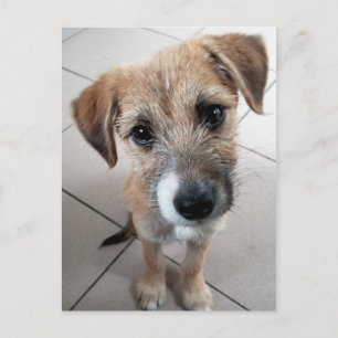 Schattige Treurige Hond Briefkaart